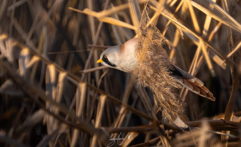 “MiaFotoBio – La natura attraverso il mio obiettivo”: premiati i giovani fotografi della biodiversità