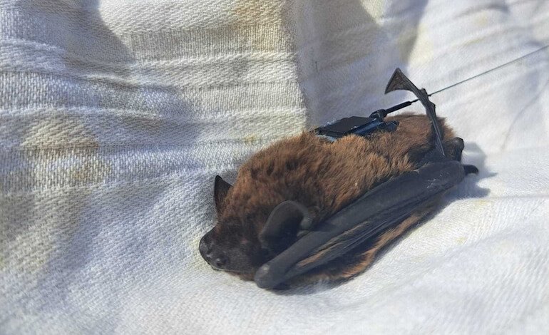 Una Nottola di Leisler dall’Appennino pistoiese è volata in Germania