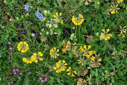 trodo dei fiori