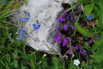 trodo dei fiori