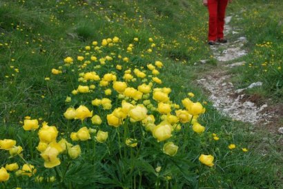 trodo dei fiori