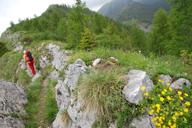 trodo dei fiori