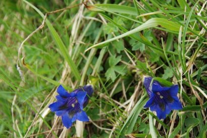 trodo dei fiori