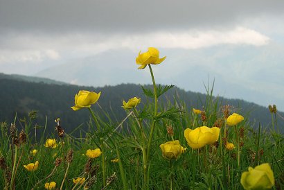 trodo dei fiori
