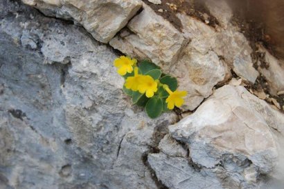 trodo dei fiori
