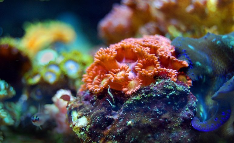 La farmacia degli oceani