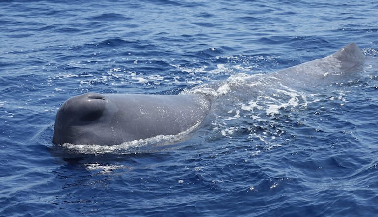 La famiglia di capodogli avvistata nel mar Ligure