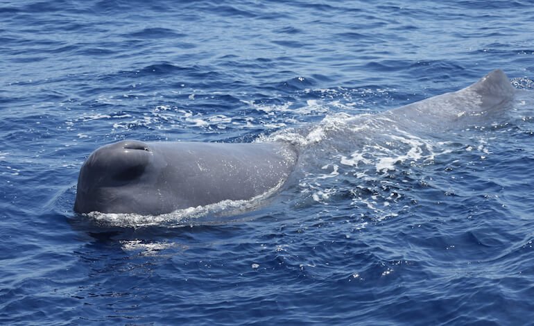 La famiglia di capodogli avvistata nel mar Ligure