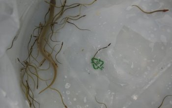 A Rimini la prima scala di risalita per piccoli di anguille