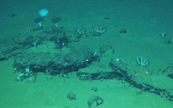Scoperto il più profondo ed esteso cimitero di balene
