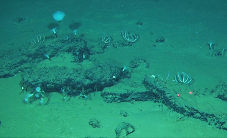 Scoperto il più profondo ed esteso cimitero di balene