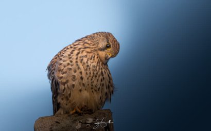 MiaFotoBio