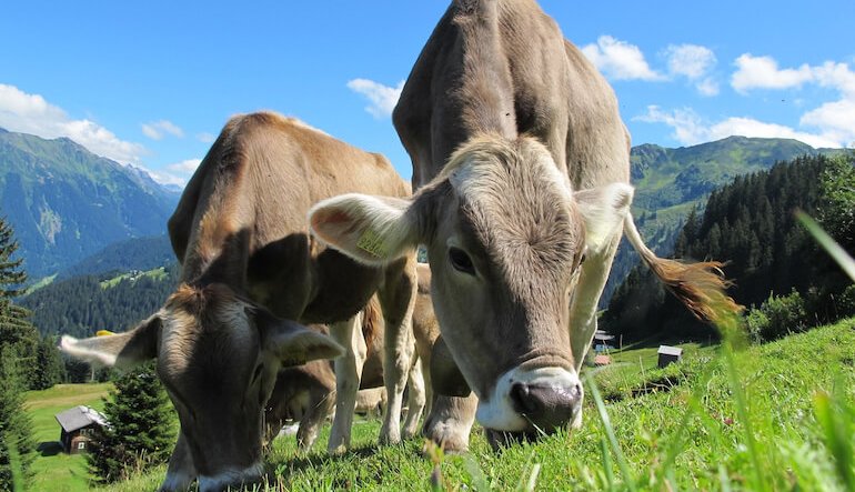 Latteria Sociale Valtellina. Tradizione cooperativa, cultura alpina e futuro sostenibile del latte di montagna