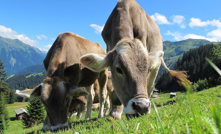 Latteria Sociale Valtellina. Tradizione cooperativa, cultura alpina e futuro sostenibile del latte di montagna