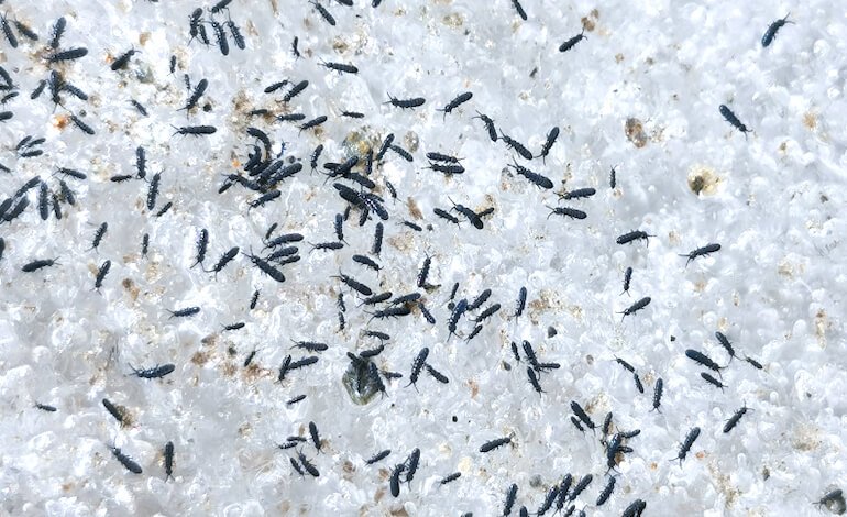 Rischia di scomparire una fauna ancora poco conosciuta