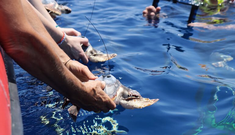 Mini trasmettitori sui piccoli di tartarughe marine
