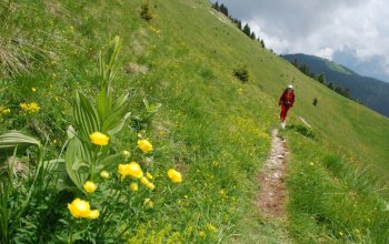 Il trodo dei fiori