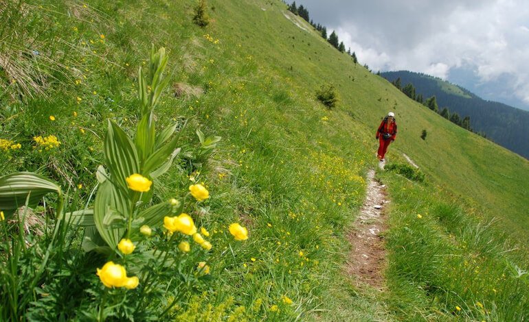 Il trodo dei fiori