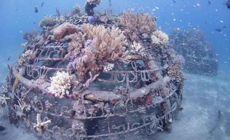 Il reef artificiale di Bali nato sulle biorock