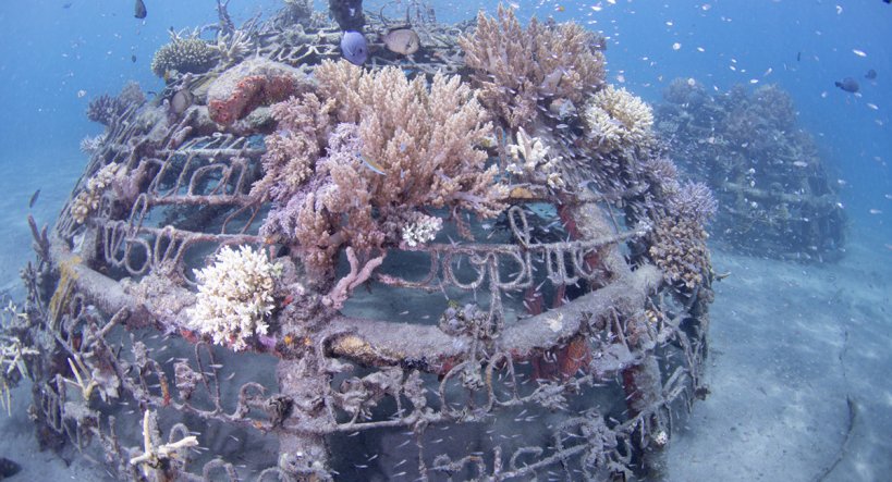 Il reef artificiale di Bali nato sulle biorock