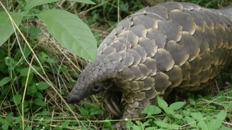 traffico di fauna selvatica