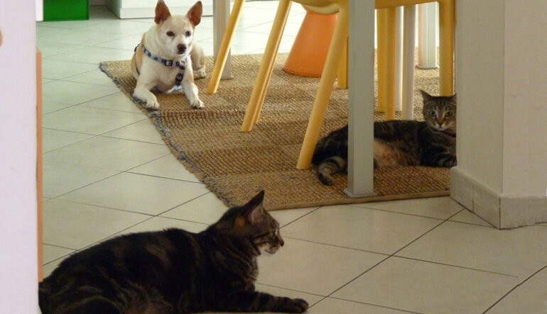 Chi è Alba, il cane randagio di Sardegna