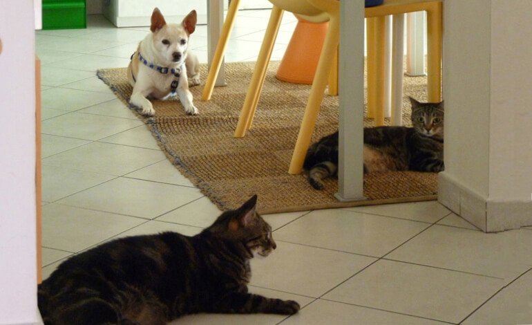 Chi è Alba, il cane randagio di Sardegna