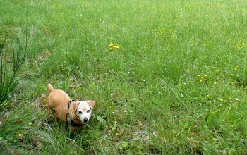 Chi è Briciola, la cagnolina di strada