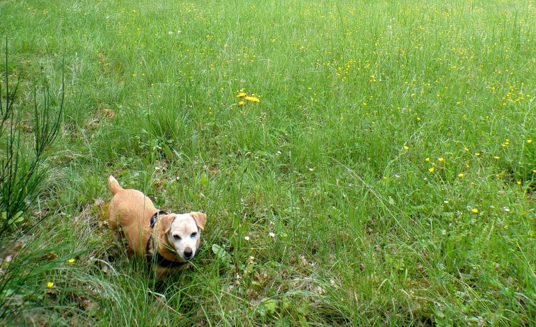 Chi è Briciola, la cagnolina di strada
