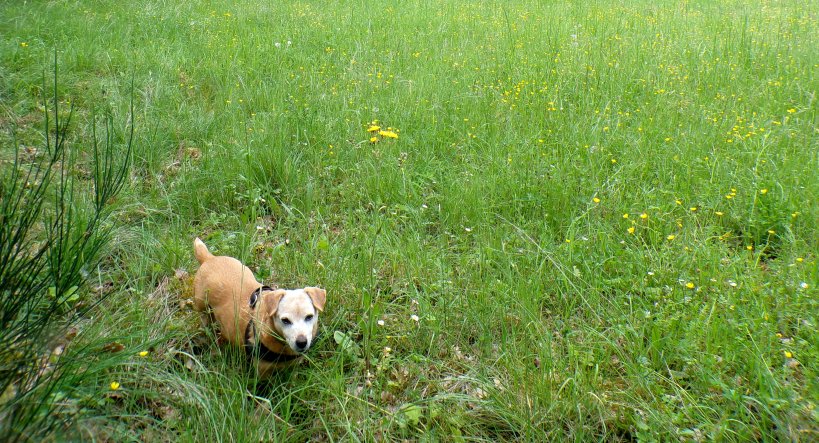 Chi è Briciola, la cagnolina di strada