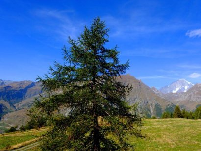 Plan Praz