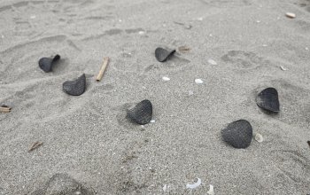 Dischetti di plastica, il mistero continua sulle spiagge dell’Adriatico
