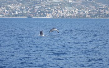 Santuario Pelagos, Monaco fermi il Mondiale E1