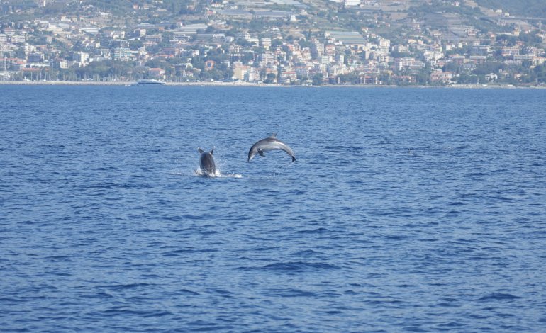 Santuario Pelagos, Monaco fermi il Mondiale E1