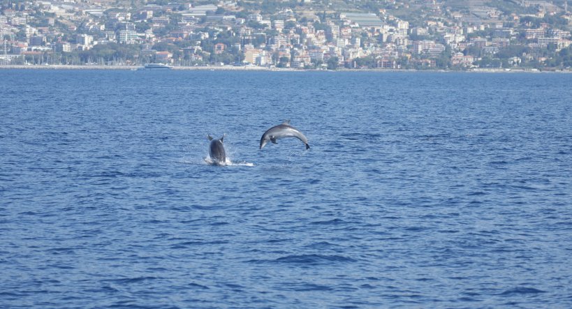 Santuario Pelagos, Monaco fermi il Mondiale E1