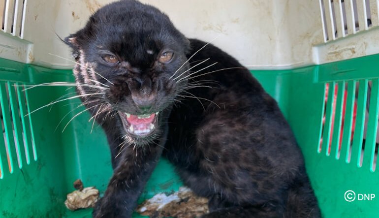 Traffico illegale di fauna selvatica