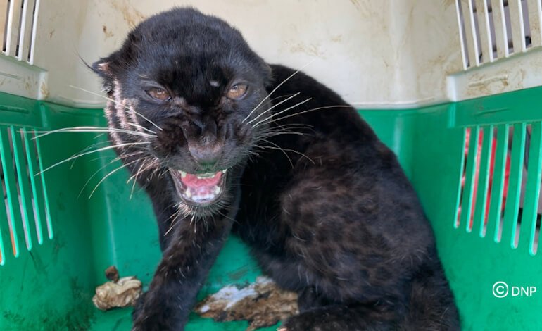 Traffico illegale di fauna selvatica