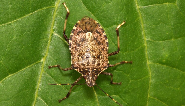 Insetti, malattie e sicurezza alimentare