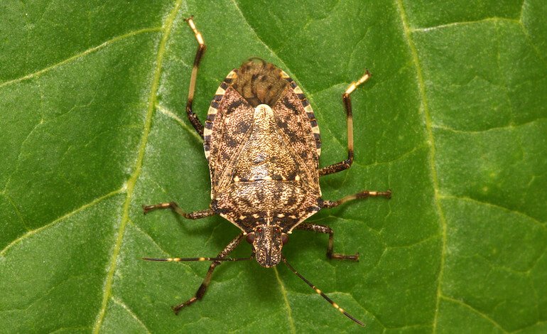 Insetti, malattie e sicurezza alimentare