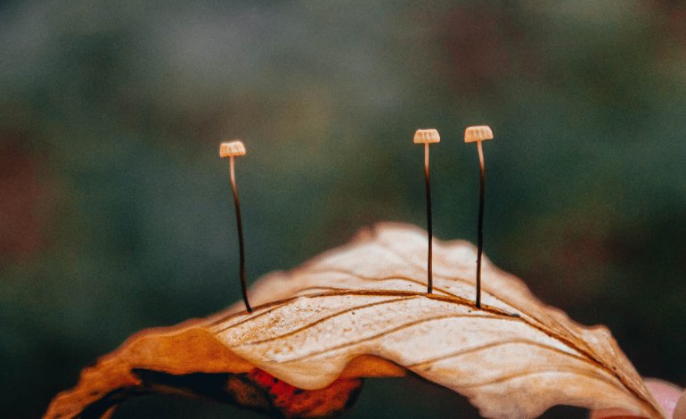 MicoCosmo: un festival e un photo contest per gli appassionati di funghi