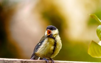 The Global Birdsong: cento voci di uccelli da tutto il mondo diventano musica per la biodiversità