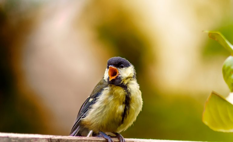 Come cambia il canto degli uccelli