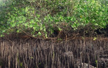 Il ritorno delle foreste di mangrovie