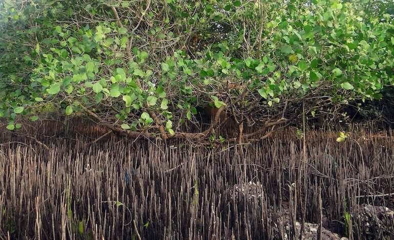 Il ritorno delle foreste di mangrovie