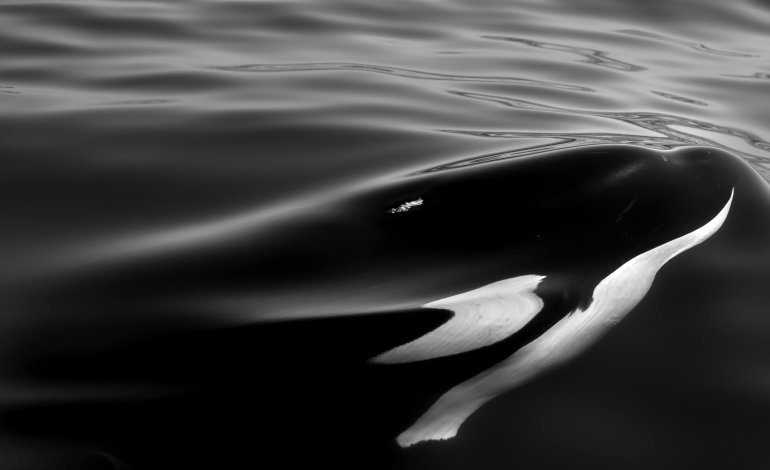 Orca… e basta