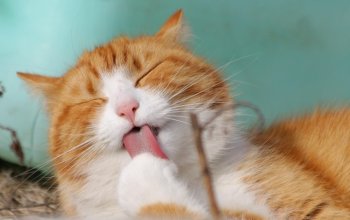 I gatti non peggiorano l’asma nei bambini