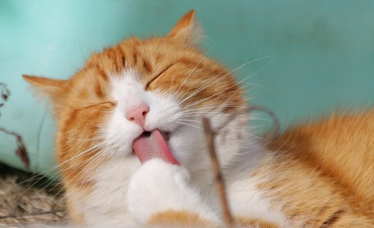 I gatti non peggiorano l’asma nei bambini