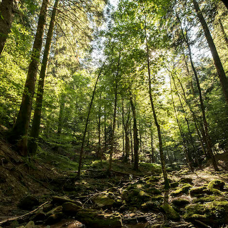 biodiversità