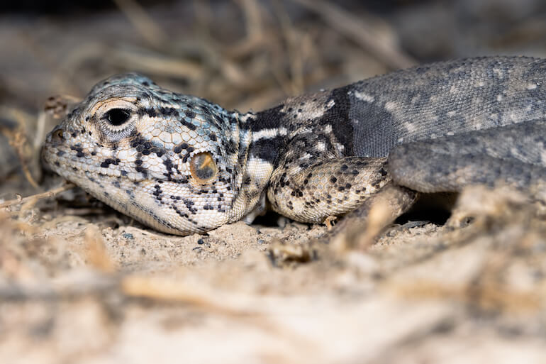 Agama del Sinai