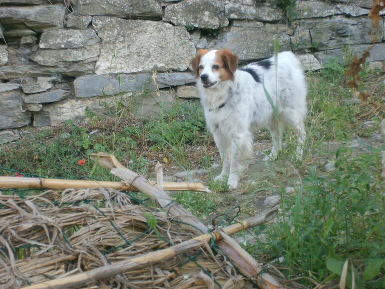 meticcio di Breton